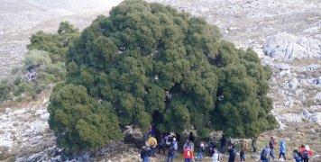 Ένας από τους 50 περίπου Δρύς στο Φλώρι. Το συγκεκριμένο μνημείο της φύσης για να αγκαλιαστεί χρειάζεται τέσσερις ανθρώπους