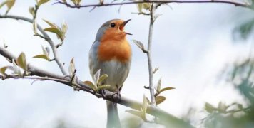 bird_chirping bird_chirping