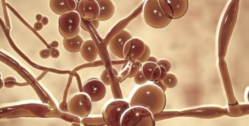 ο μύκητας Candida Auris