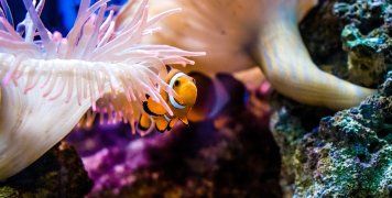 Κοραλλιογενής ύφαλος