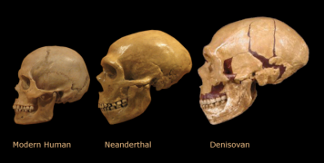 η εξέλιξη του ανθρώπου από τον Denisovan, στον Neanderthal κι έπειτα στον μοντέρνο άνθρωπο