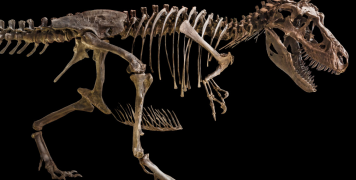 σκελετός δεινοσαύρου