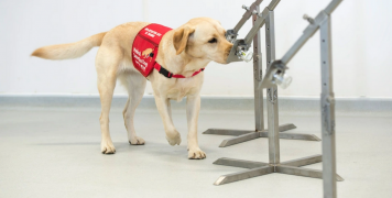 dog_training_for_coronavirus dog_training_for_coronavirus