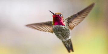 hummingbird