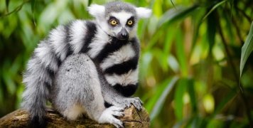 lemur_madagascar