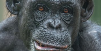 πίθηκος πίθηκος