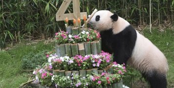 Το πάντα Μπέι Μπέι 