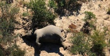 thanatoi_elefantwn_mpotsouana