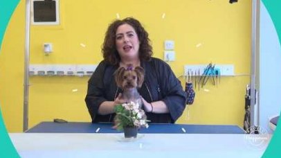 Project Happiness: Πότε κουρεύουμε τα σκυλιά μας απο την Λένια Σταμούλη Project Happiness: Πότε κουρεύουμε τα σκυλιά μας απο την Λένια Σταμούλη